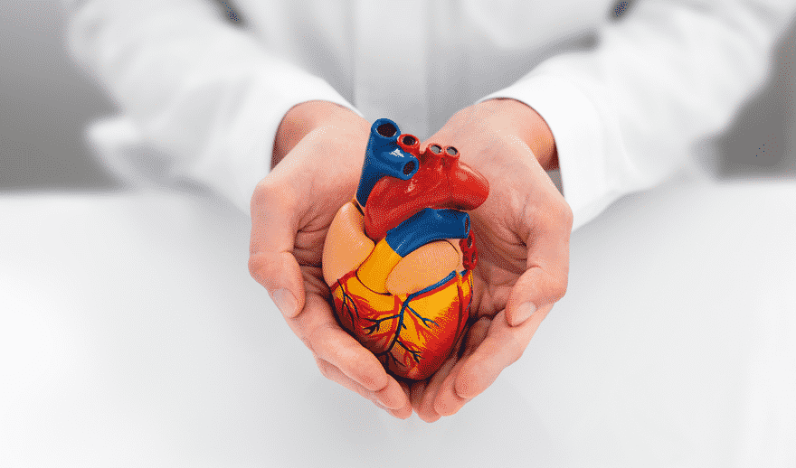 valvole cardiache biologiche