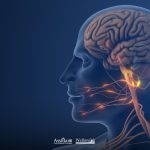 Modello anatomico 3D del sistema nervoso umano focalizzato sui nervi cranici per un approfondimento neurologico sulle paresi facciali.