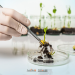 Mano con guanto da laboratorio manipola una piantina in capsula di Petri, immagine sul tema OGM e sicurezza alimentare